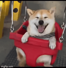 Dog Swing - Imgflip