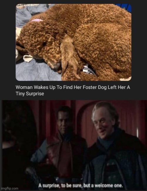 Foster dog | image tagged in a surprise to be sure but a welcome one,memes,dogs,dog,surprise,woman | made w/ Imgflip meme maker