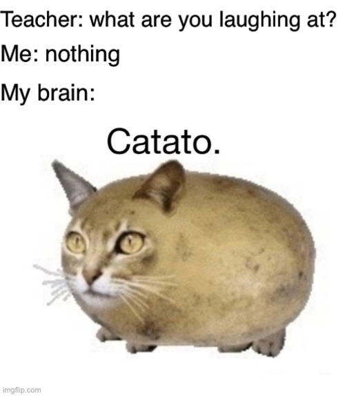 Catato | image tagged in teacher what are you laughing at,cats,memes,funny,my brain,potato | made w/ Imgflip meme maker
