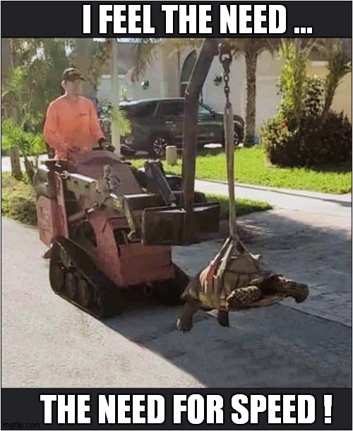 Tortoise On The Move ! | I FEEL THE NEED ... THE NEED FOR SPEED ! | image tagged in tortoise,need for speed | made w/ Imgflip meme maker
