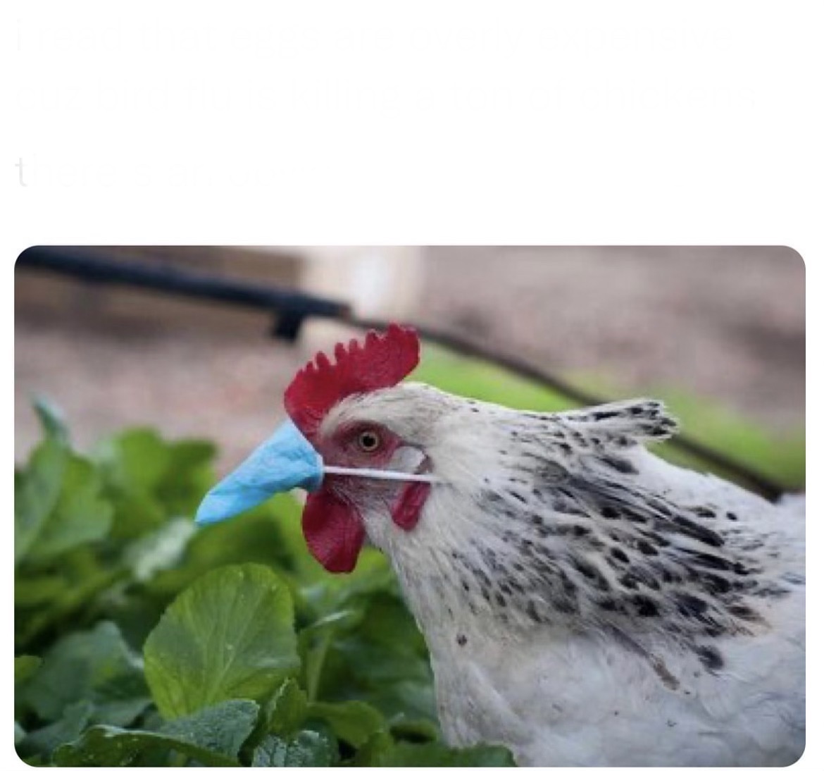 Chicken with n95 mask Blank Meme Template