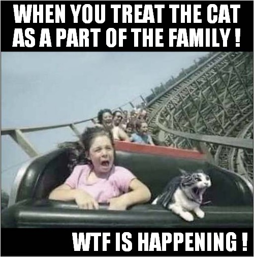 A Very Unimpressed Cat ! | WHEN YOU TREAT THE CAT
AS A PART OF THE FAMILY ! WTF IS HAPPENING ! | image tagged in cat,family,roller coaster | made w/ Imgflip meme maker