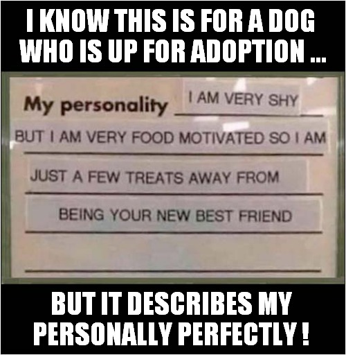 Matching Personalities ? | I KNOW THIS IS FOR A DOG 
WHO IS UP FOR ADOPTION ... BUT IT DESCRIBES MY PERSONALLY PERFECTLY ! | image tagged in dogs,adoption,personality | made w/ Imgflip meme maker