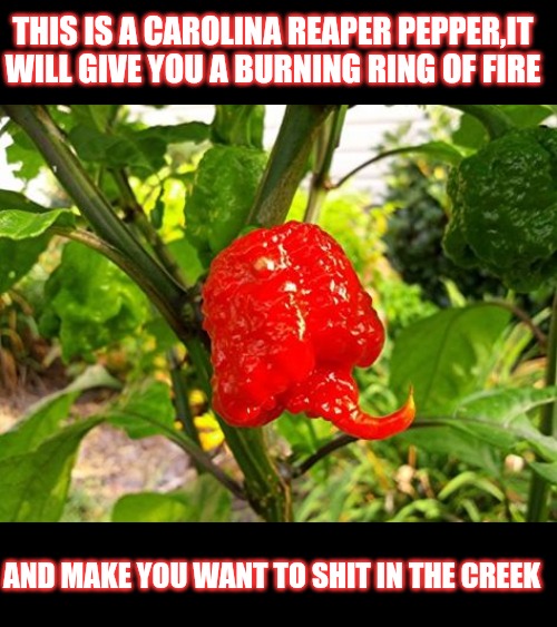 Careful with reaper peppers | THIS IS A CAROLINA REAPER PEPPER,IT WILL GIVE YOU A BURNING RING OF FIRE; AND MAKE YOU WANT TO SHIT IN THE CREEK | image tagged in carolina reaper pepper | made w/ Imgflip meme maker