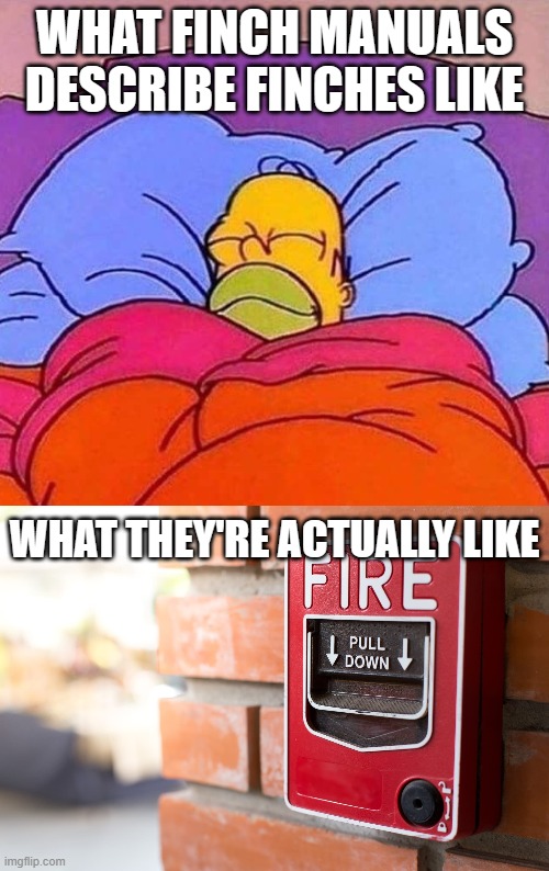 AHHHH | WHAT FINCH MANUALS DESCRIBE FINCHES LIKE; WHAT THEY'RE ACTUALLY LIKE | image tagged in homer simpson sleeping peacefully | made w/ Imgflip meme maker