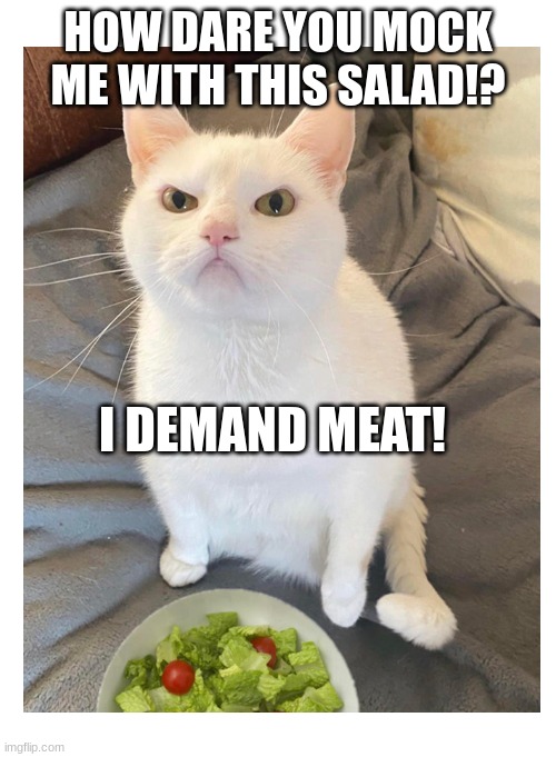 HOW DARE YOU MOCK ME WITH THIS SALAD!? I DEMAND MEAT! | image tagged in cat,funny,salad,why are you reading the tags | made w/ Imgflip meme maker