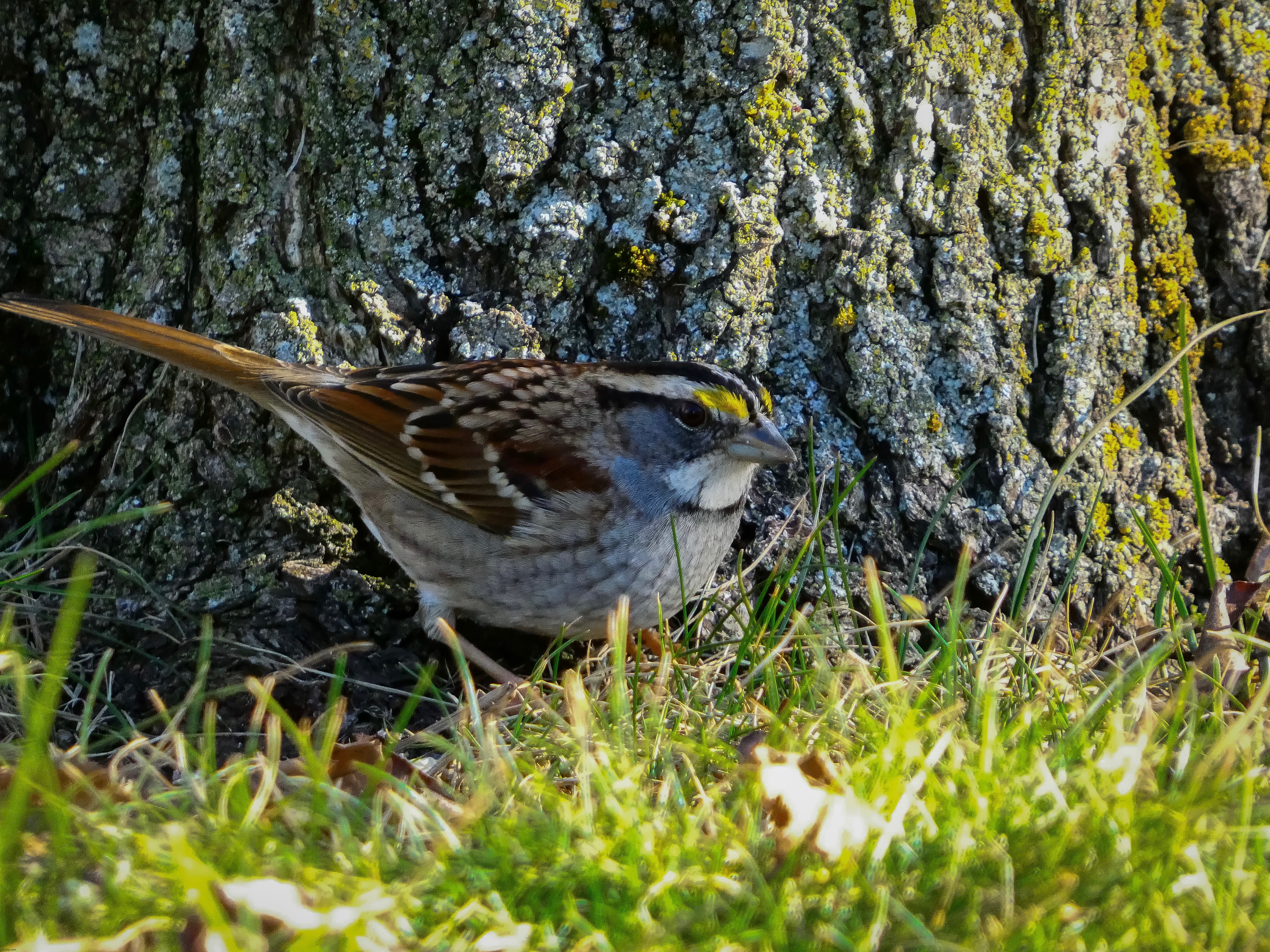 Daily Photo #7, a picture of a White-Throated Sparrow I saw yesterday | image tagged in share your own photos | made w/ Imgflip meme maker