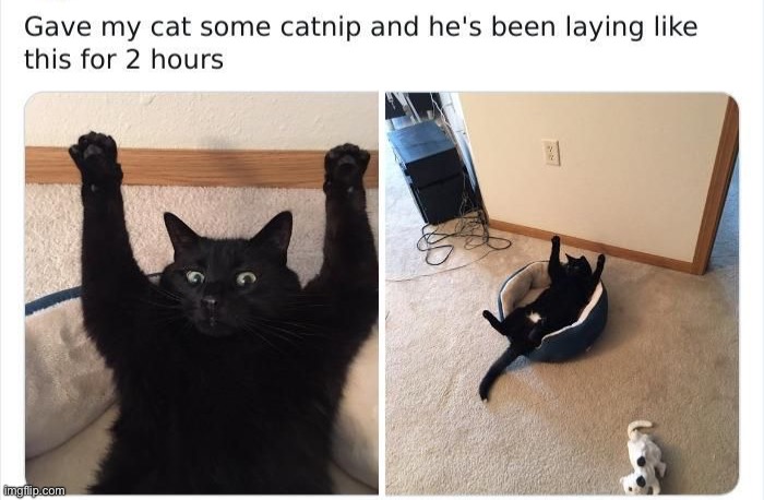 image tagged in memes,funny,cats | made w/ Imgflip meme maker