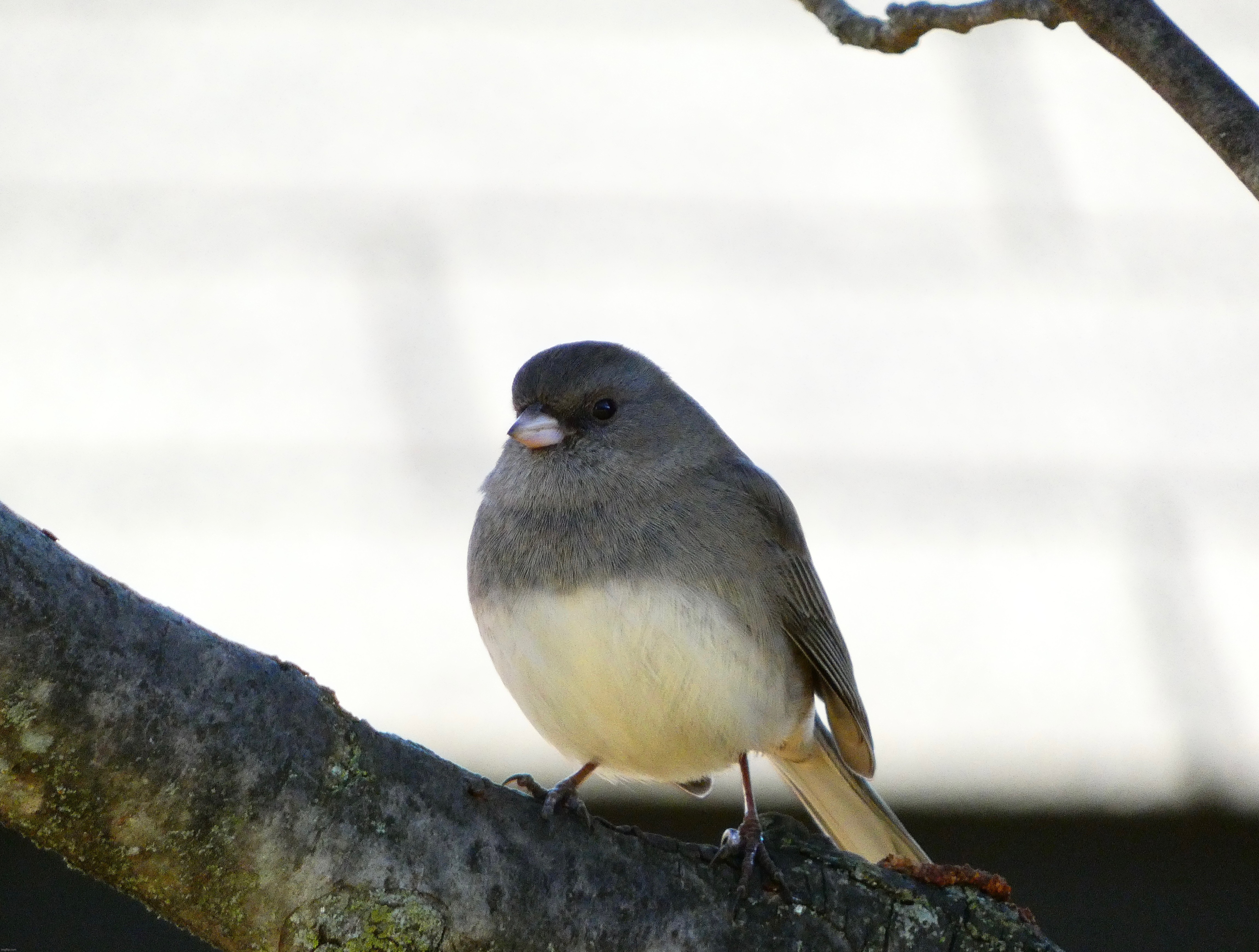 One of the best Junco pictures I’ve taken yet (sorry I keep posting the same bird, I can’t seem to find much variety at this tim | image tagged in share your own photos | made w/ Imgflip meme maker