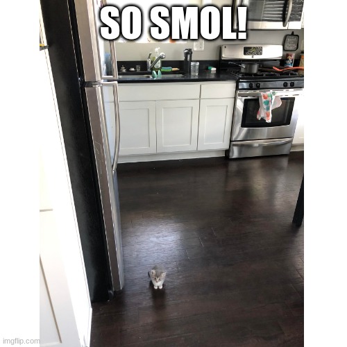 SO SMOL! | image tagged in tiny,small,cat,kitten,why are you reading the tags | made w/ Imgflip meme maker