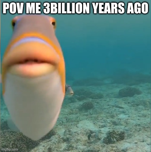 me years ago | POV ME 3BILLION YEARS AGO | image tagged in fish | made w/ Imgflip meme maker