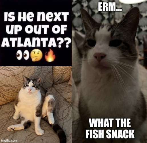 Fish Snack Fella | image tagged in cat,atlanta,what the fish,cute | made w/ Imgflip meme maker
