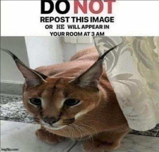 floppa ❤️ | made w/ Imgflip meme maker