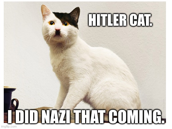 HITLER CAT. I DID NAZI THAT COMING. | image tagged in cat,funny,hitler,you have been eternally cursed for reading the tags | made w/ Imgflip meme maker