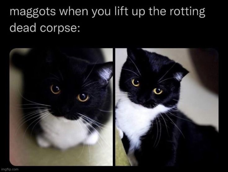 on gargoyle cuh | made w/ Imgflip meme maker