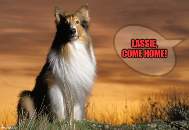 Lassie | LASSIE,
COME HOME! | image tagged in lassie | made w/ Imgflip meme maker
