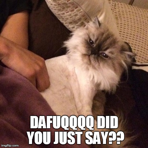 DAFUQQQQ DID YOU JUST SAY?? | image tagged in cats | made w/ Imgflip meme maker