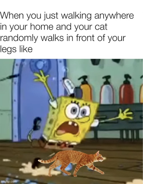 My cat does this | image tagged in funny,cats,animals,memes,spongebob,funny memes | made w/ Imgflip meme maker