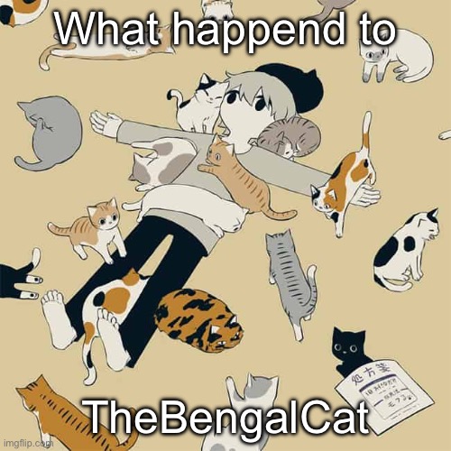 Avogado6 | What happend to; TheBengalCat | image tagged in avogado6 | made w/ Imgflip meme maker