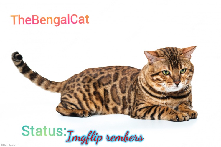 TheBengalCat Annoucment template | Imgflip rembers | image tagged in thebengalcat annoucment template | made w/ Imgflip meme maker