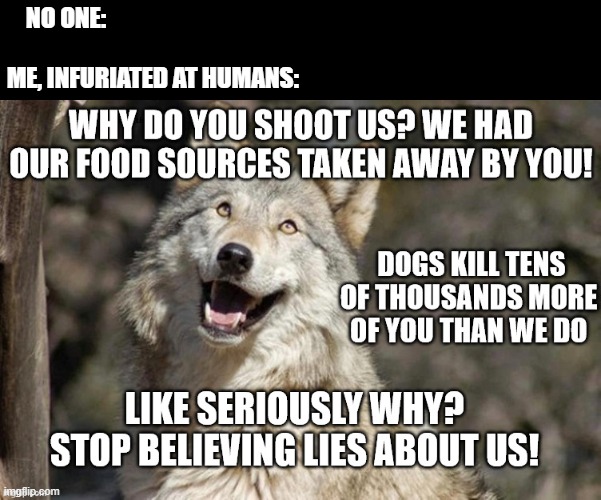 wolves are better then we make them. | NO ONE:





 
ME, INFURIATED AT HUMANS: | image tagged in wolves,canines,human stupidity | made w/ Imgflip meme maker