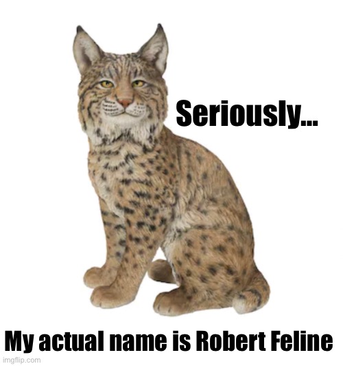 Bobcat Robert Feline | Seriously…; My actual name is Robert Feline | image tagged in cat,seriously | made w/ Imgflip meme maker