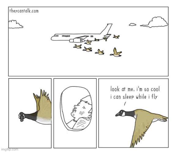 Birds can actually fly and sleep at the same time! | image tagged in birds | made w/ Imgflip meme maker