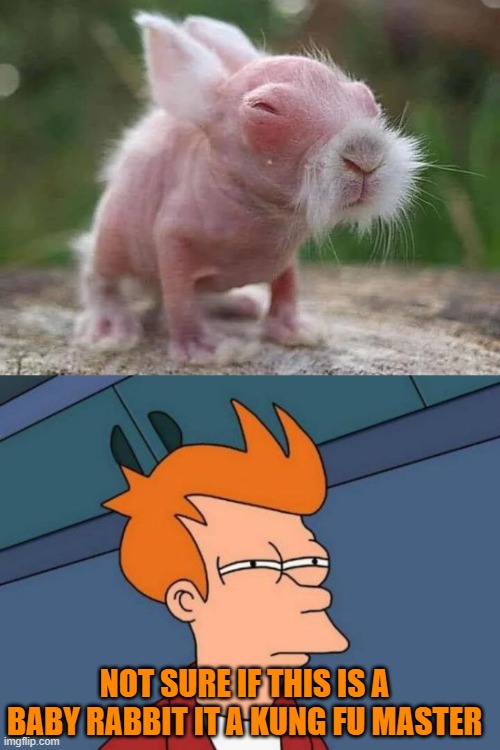 what do you guys think? | NOT SURE IF THIS IS A BABY RABBIT IT A KUNG FU MASTER | image tagged in memes,futurama fry | made w/ Imgflip meme maker