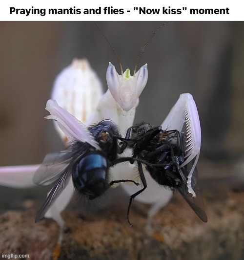 image tagged in repost | made w/ Imgflip meme maker