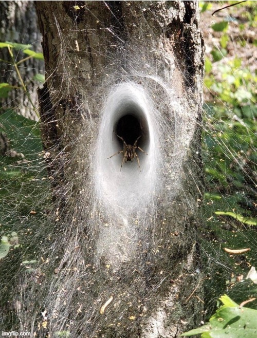 this spider made a dark web portal | image tagged in awesome | made w/ Imgflip meme maker
