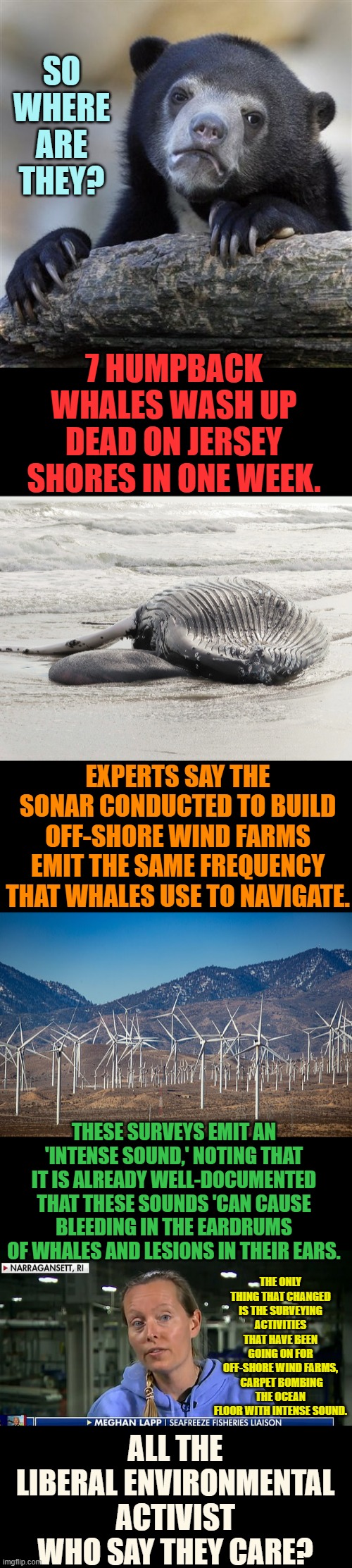 It's So Sad...But We All Know It's All About The Money | SO WHERE ARE THEY? 7 HUMPBACK WHALES WASH UP DEAD ON JERSEY SHORES IN ONE WEEK. EXPERTS SAY THE SONAR CONDUCTED TO BUILD OFF-SHORE WIND FARMS EMIT THE SAME FREQUENCY THAT WHALES USE TO NAVIGATE. THESE SURVEYS EMIT AN 'INTENSE SOUND,' NOTING THAT IT IS ALREADY WELL-DOCUMENTED THAT THESE SOUNDS 'CAN CAUSE BLEEDING IN THE EARDRUMS OF WHALES AND LESIONS IN THEIR EARS. THE ONLY THING THAT CHANGED IS THE SURVEYING ACTIVITIES THAT HAVE BEEN GOING ON FOR OFF-SHORE WIND FARMS,  CARPET BOMBING THE OCEAN FLOOR WITH INTENSE SOUND. ALL THE LIBERAL ENVIRONMENTAL ACTIVIST WHO SAY THEY CARE? | image tagged in memes,politics,whales,dying,environmental protection agency,where are they now | made w/ Imgflip meme maker
