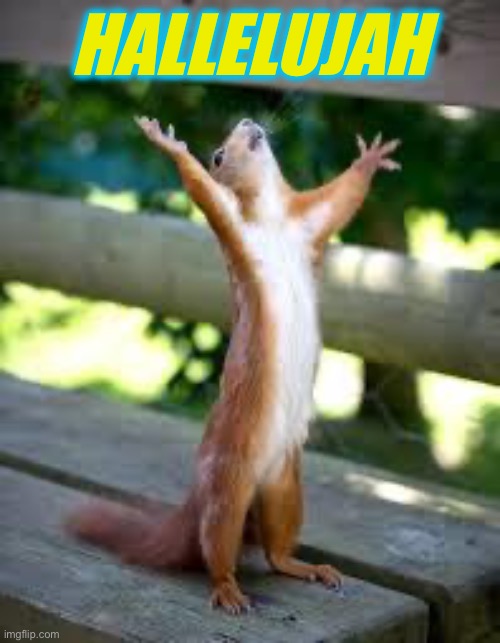 Praise Squirrel | HALLELUJAH | image tagged in praise squirrel | made w/ Imgflip meme maker