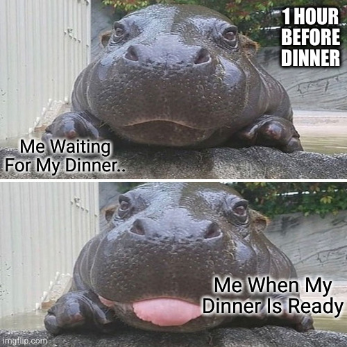 Me Waiting For My Dinner | 1 HOUR BEFORE DINNER; Me Waiting For My Dinner.. Me When My Dinner Is Ready | image tagged in thanksgiving dinner,hippopotamus,me waiting for dinner | made w/ Imgflip meme maker
