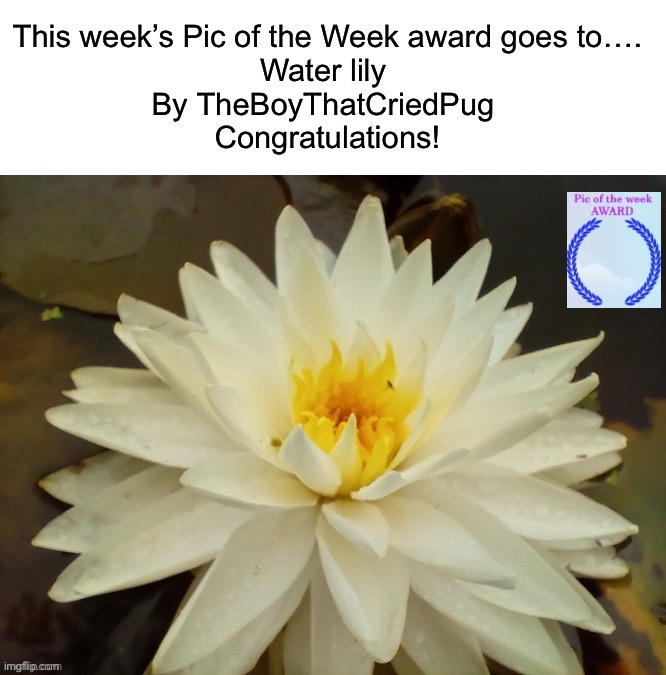 Water lily by @TheBoyThatCriedPug https://imgflip.com/i/771kyq | This week’s Pic of the Week award goes to….
Water lily 
By TheBoyThatCriedPug 
Congratulations! | image tagged in share your own photos | made w/ Imgflip meme maker
