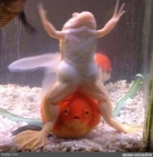 Pepe the overlord | image tagged in aquarium,frog,cursed image | made w/ Imgflip meme maker