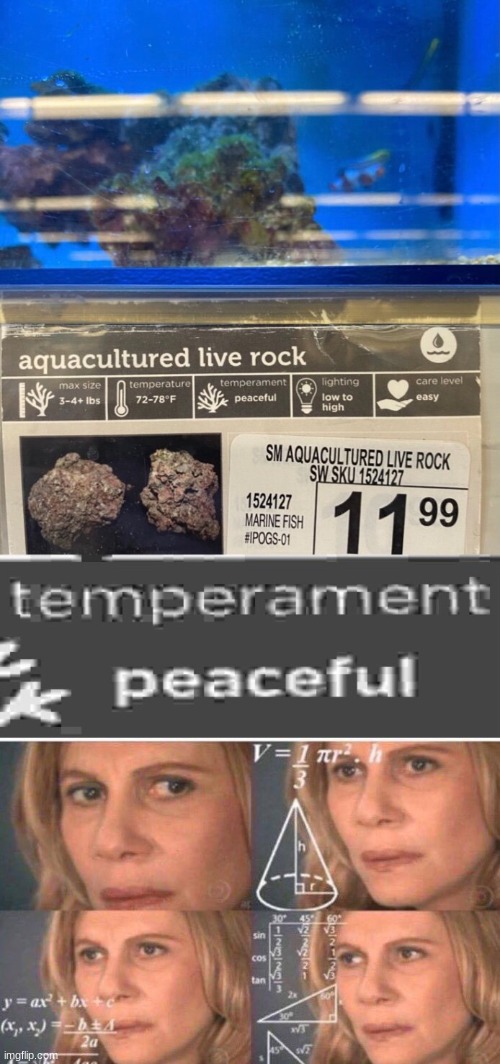 I'm so confused | image tagged in math lady/confused lady,petco,rock,aquarium,cursed image | made w/ Imgflip meme maker