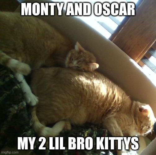 2 of my cats | MONTY AND OSCAR; MY 2 LIL BRO KITTYS | image tagged in 2 of my cats | made w/ Imgflip meme maker