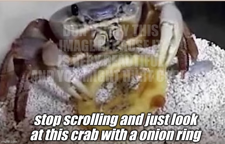 stop scrolling | DON'T COPY THIS IMAGE BECAUSE IT IS VERY BEAUTIFUL AND YOU MIGHT HURT CRAB;; stop scrolling and just look at this crab with a onion ring | image tagged in crab,onion ring,crab with an onion ring,crabs,onion,ring | made w/ Imgflip meme maker