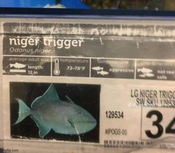 image tagged in niger trigger | made w/ Imgflip meme maker