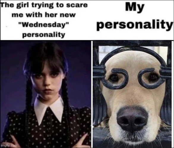 dog | image tagged in the girl trying to scare me with her new wednesday personality | made w/ Imgflip meme maker