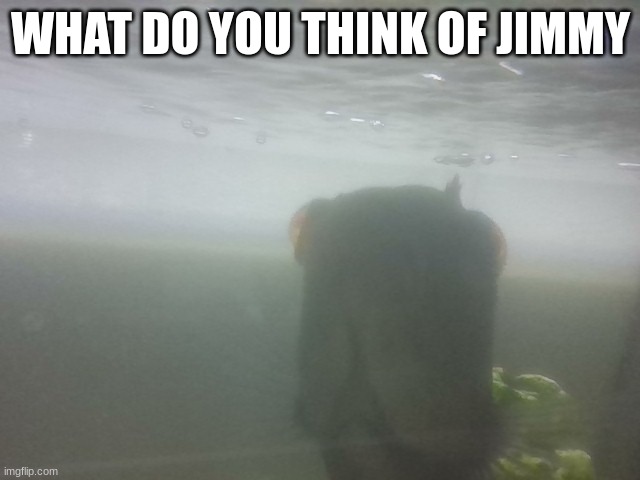 julie staring | WHAT DO YOU THINK OF JIMMY | image tagged in jimmy staring | made w/ Imgflip meme maker