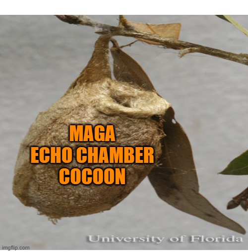 MAGA ECHO CHAMBER COCOON | made w/ Imgflip meme maker