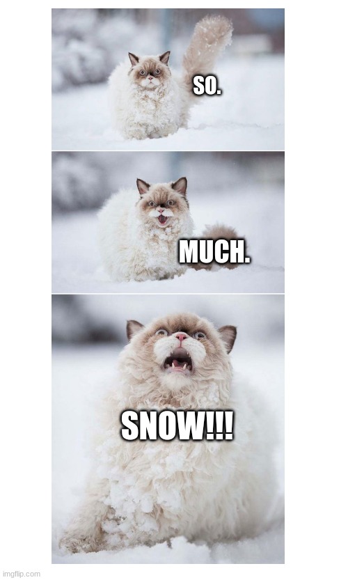 SO. MUCH. SNOW!!! | image tagged in cat,snow,fluffy,oh wow are you actually reading these tags | made w/ Imgflip meme maker