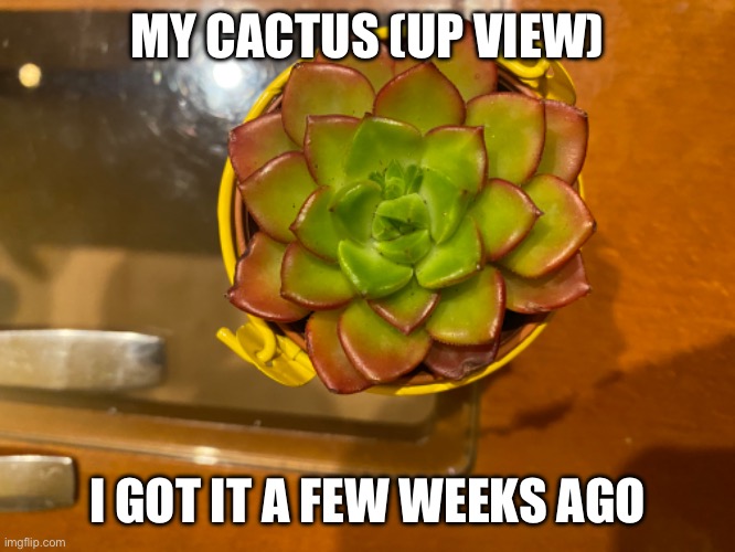 Cactus :) | MY CACTUS (UP VIEW); I GOT IT A FEW WEEKS AGO | image tagged in cactus | made w/ Imgflip meme maker