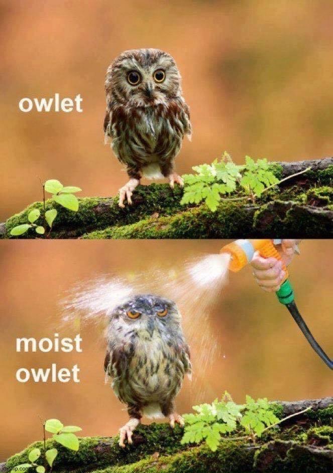 Moist owlet | image tagged in moist owlet | made w/ Imgflip meme maker