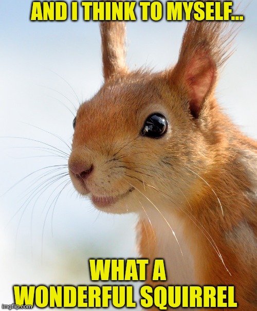 And I think to myself... | AND I THINK TO MYSELF... WHAT A WONDERFUL SQUIRREL | image tagged in squirrel,nature,funny memes | made w/ Imgflip meme maker