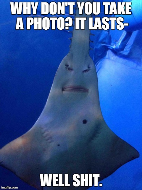 WHY DON'T YOU TAKE A PHOTO? IT LASTS- WELL SHIT. | image tagged in sawfish,AdviceAnimals | made w/ Imgflip meme maker