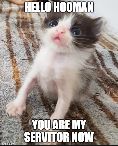 hello hooman | HELLO HOOMAN; YOU ARE MY SERVITOR NOW | image tagged in kitty cat | made w/ Imgflip meme maker