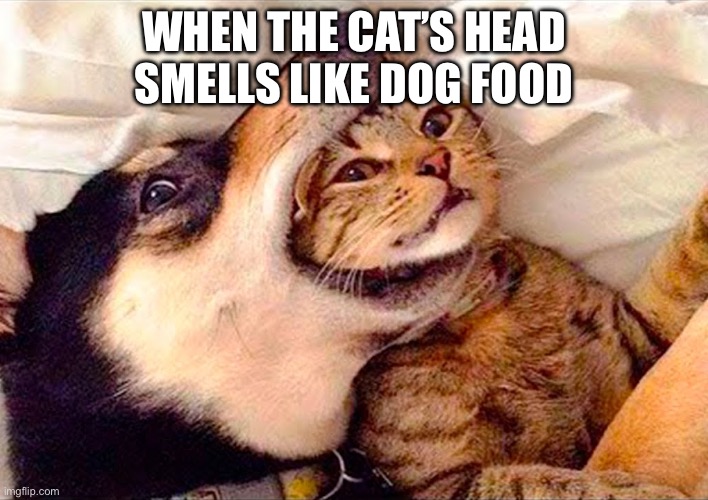 WHEN THE CAT’S HEAD SMELLS LIKE DOG FOOD | image tagged in cat,dog | made w/ Imgflip meme maker