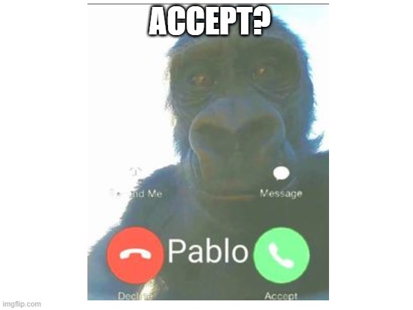 accept?!?!?!?! | ACCEPT? | image tagged in monke,pablo | made w/ Imgflip meme maker